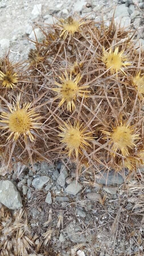 Carlina corimbosa 7