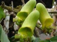 Bromelia carnivora