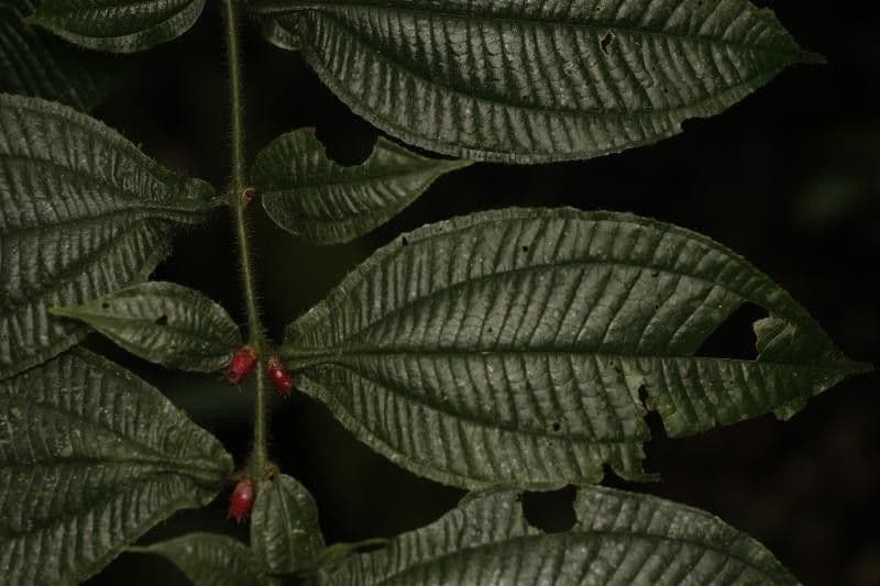 Miconia mayeta 15
