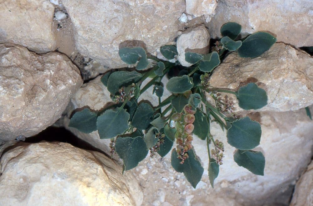 Acetosa