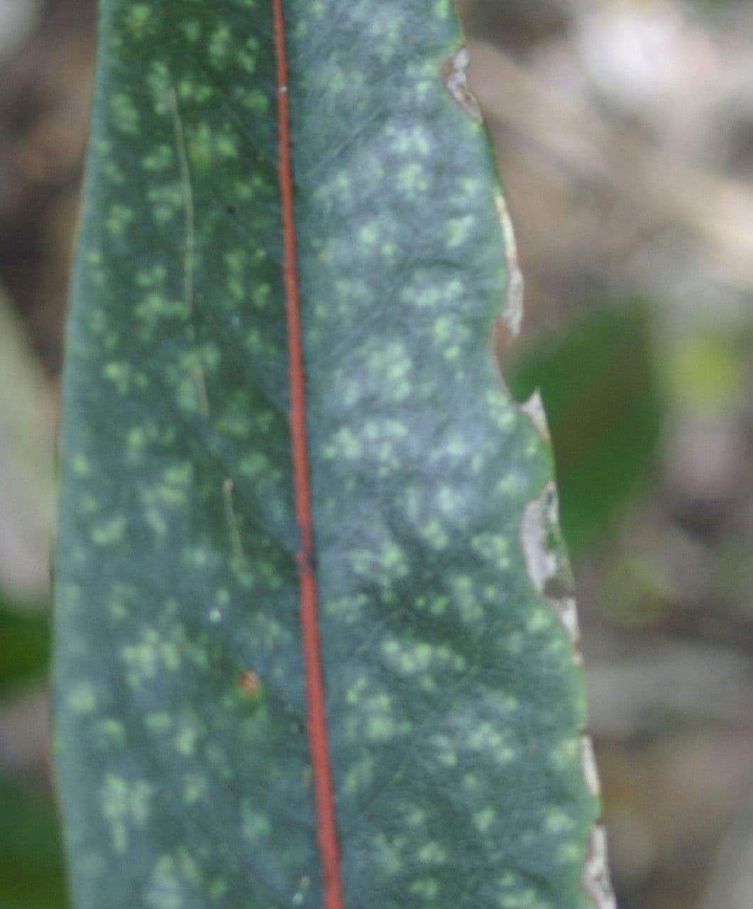 Coptosperma borbonicum 9