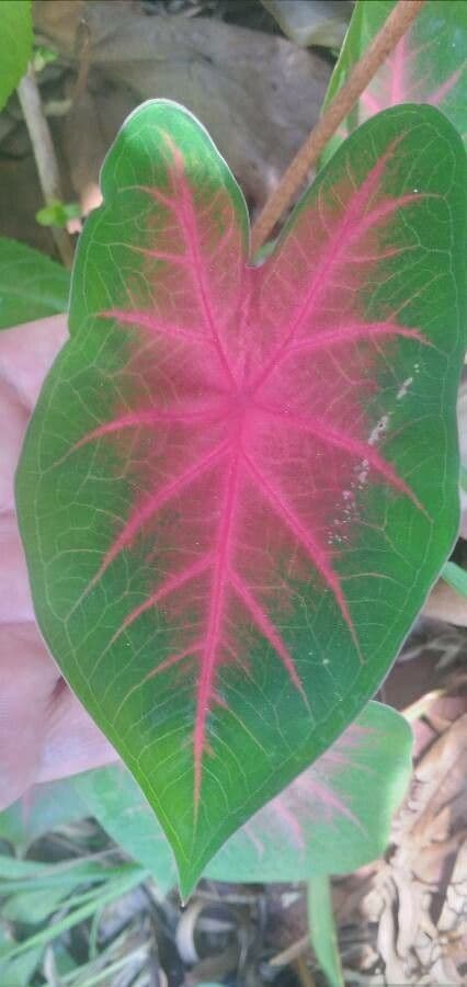 Caladium 2