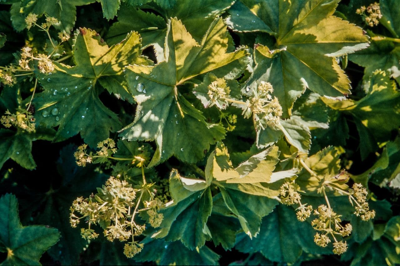 Alchemilla 4