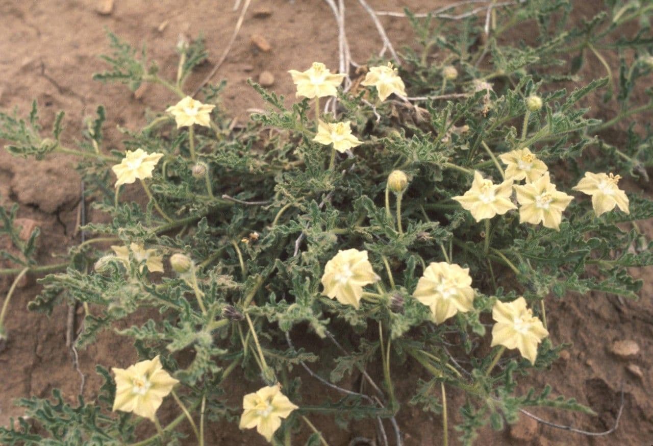 Chamaesaracha 7