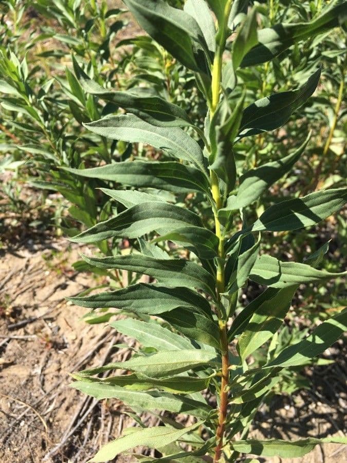 Solidago 15