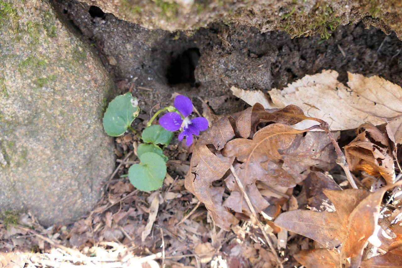 Viola americana 7