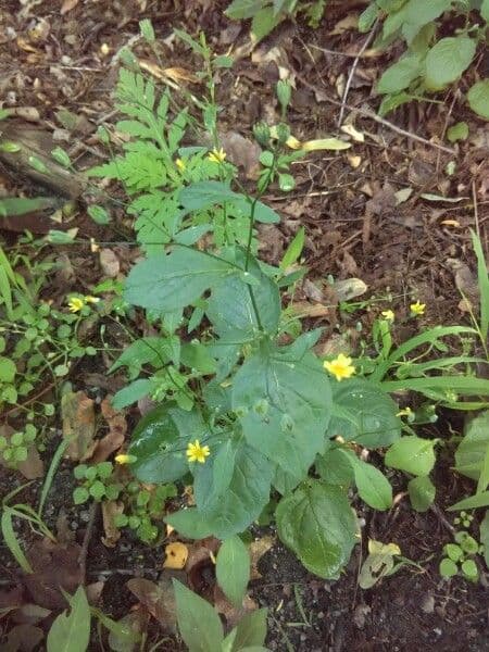Calyptocarpus vialis 8