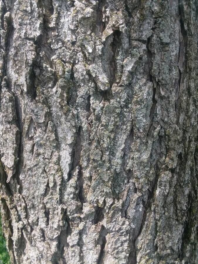 Ippocastano dell'Ohio 22
