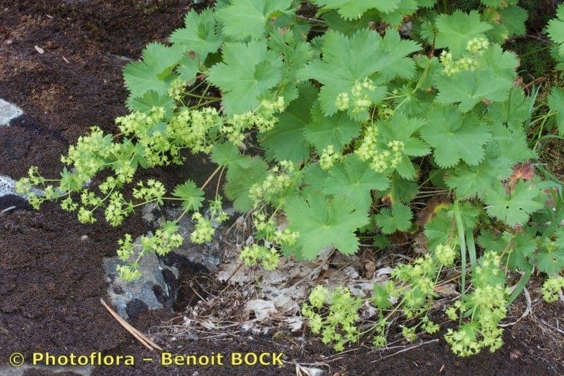 Alchemilla fissa 7