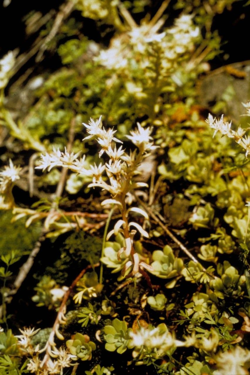 Sedum glauco 7