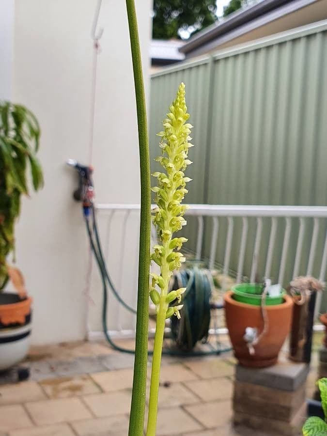 Microtis unifolia