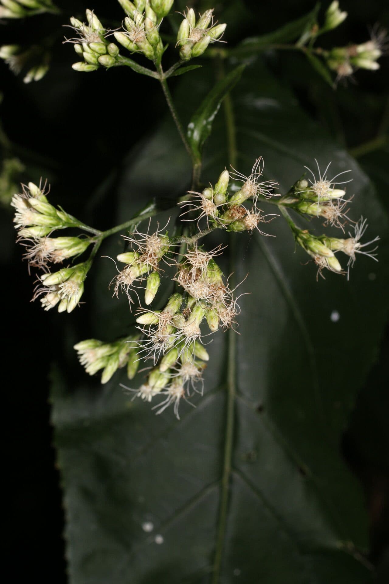 Critonia 3