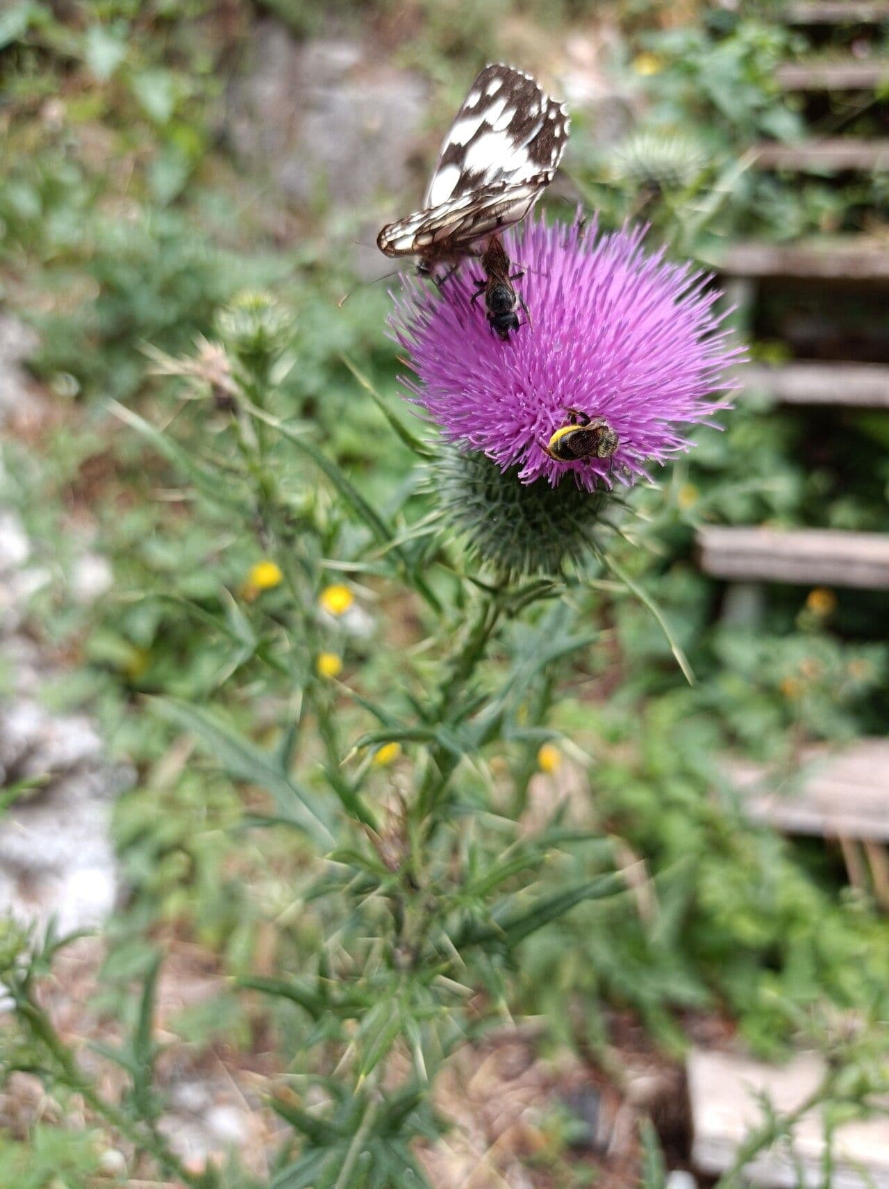 Cardo discolor 13
