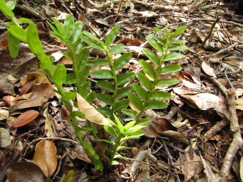 Appendicula 10
