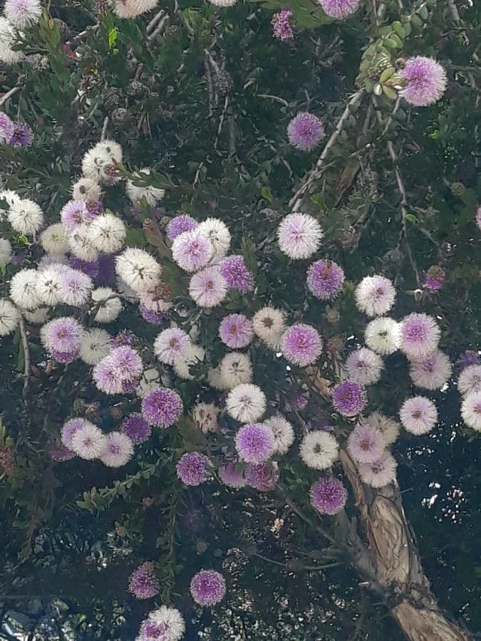 Melaleuca 8