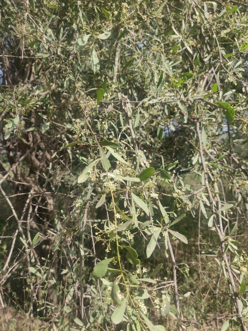 Gymnosporia 8