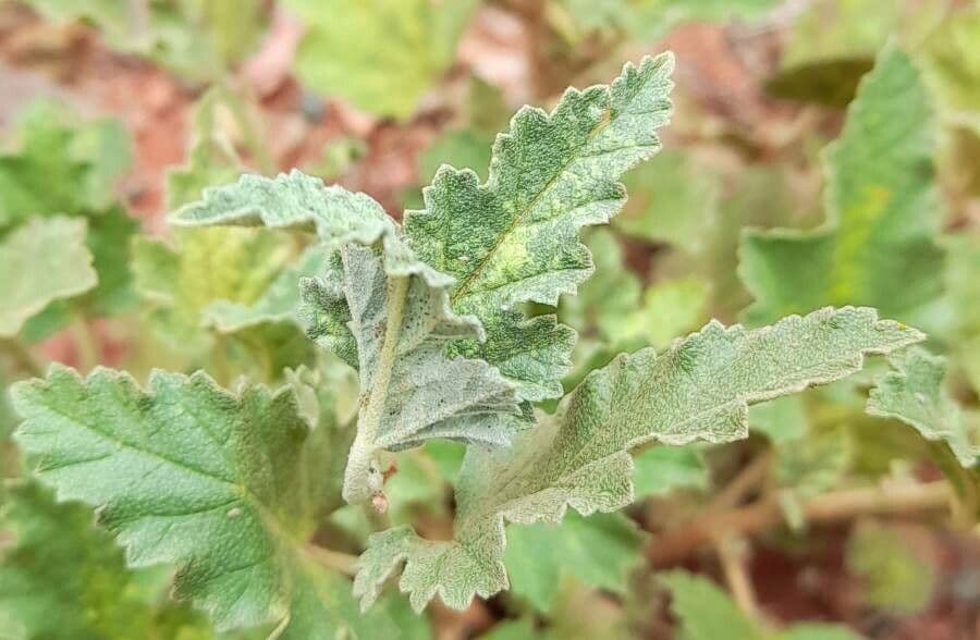 Sphaeralcea 9