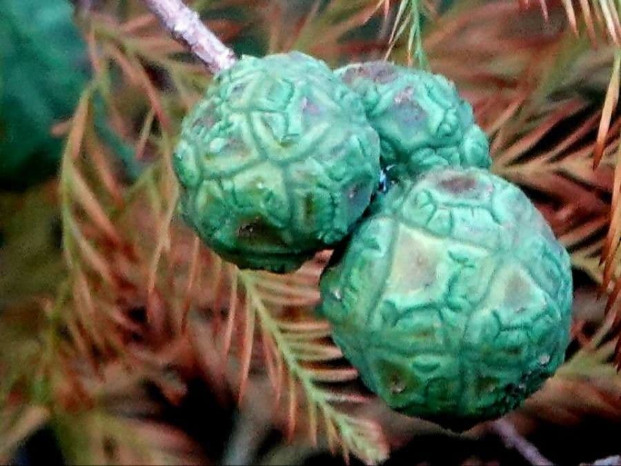 Cipresso calvo 4