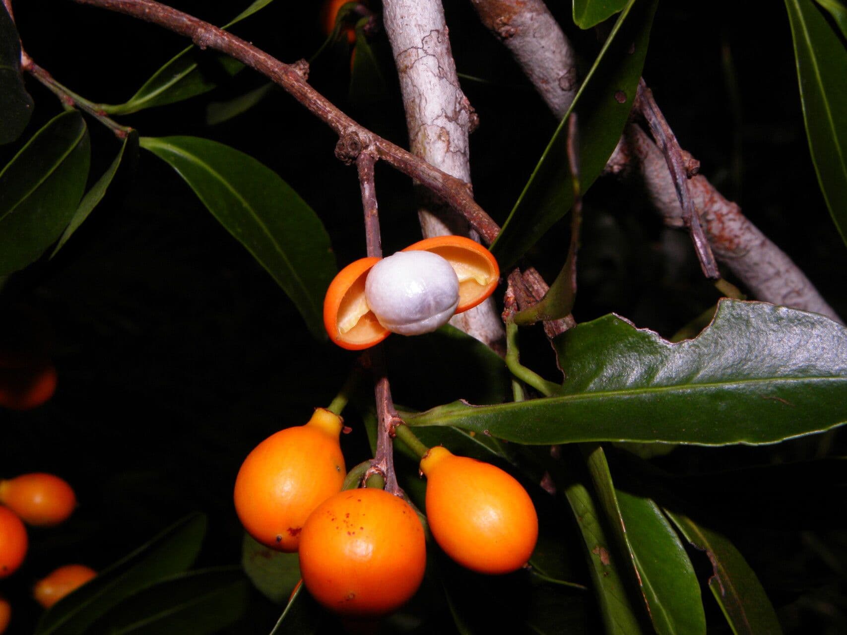 Maytenus 3
