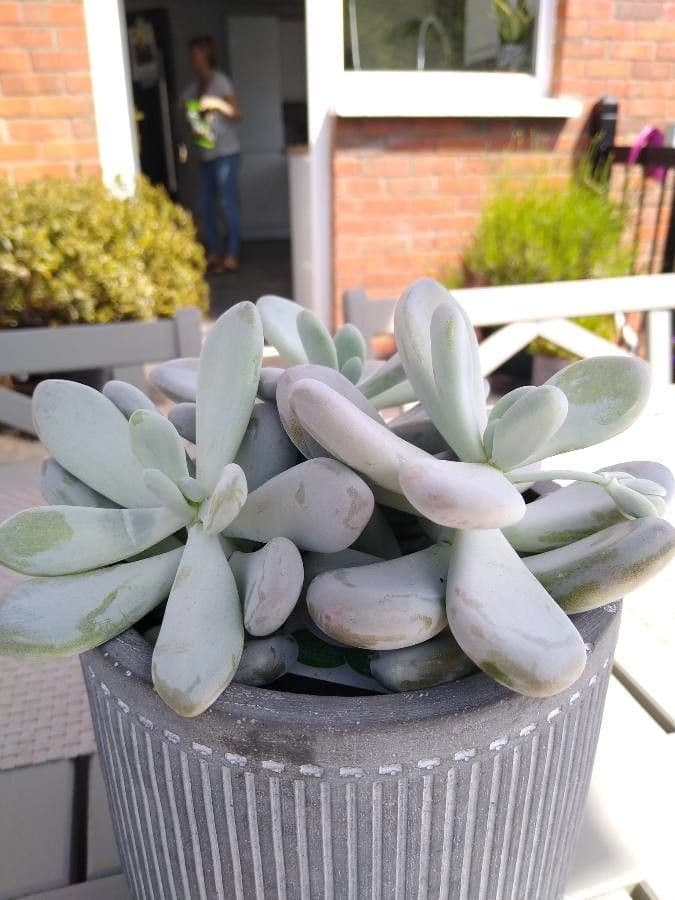Pachyphytum 14