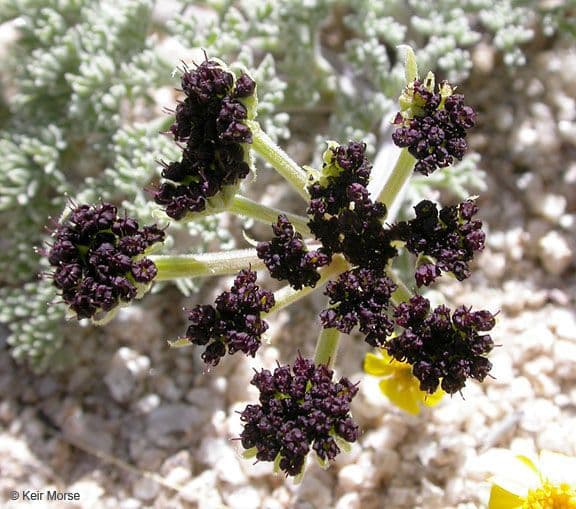 Lomatium mohavensis 7