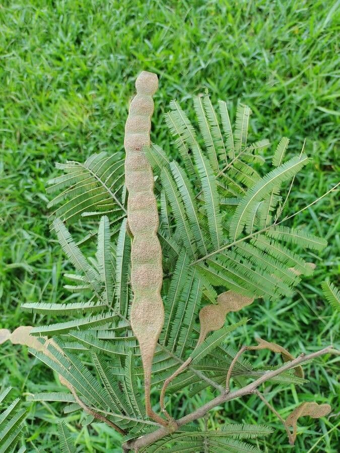 Anadenanthera peregrina 4