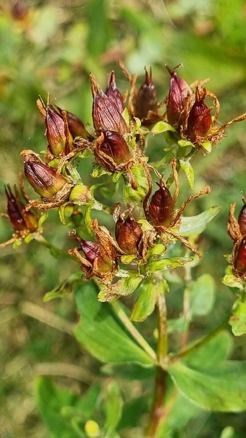 Millepertuis maculé 5