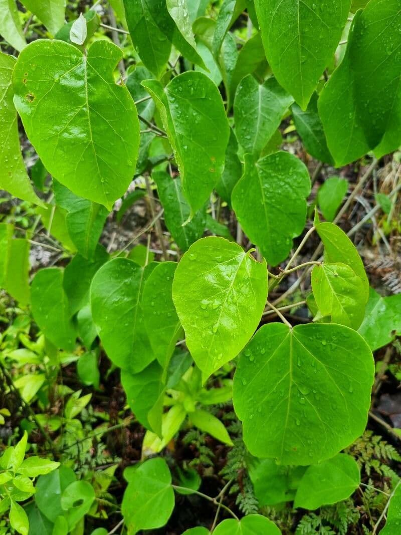 Croton 3