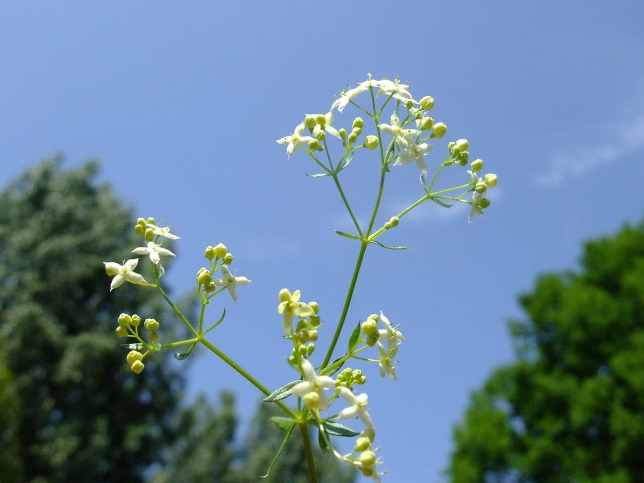 Caglio bianco 29