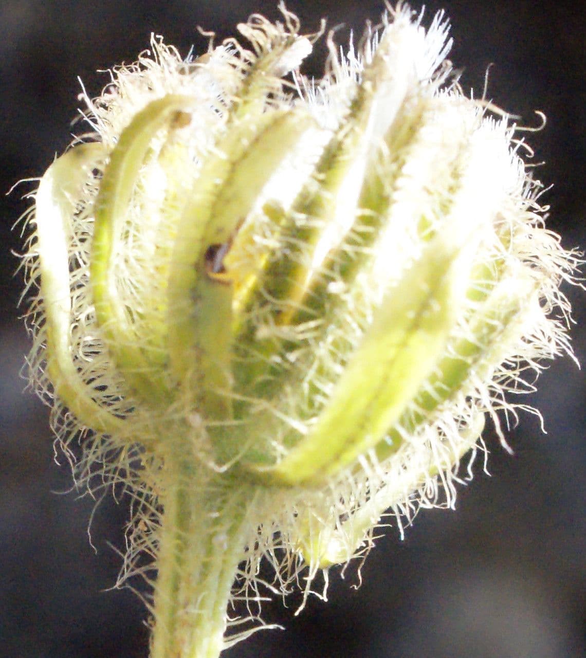 Crepis conyzifolia 3