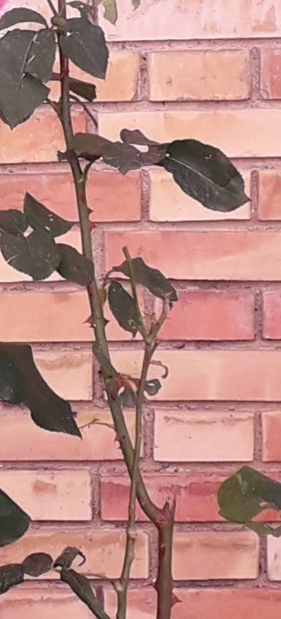 Rosa 24