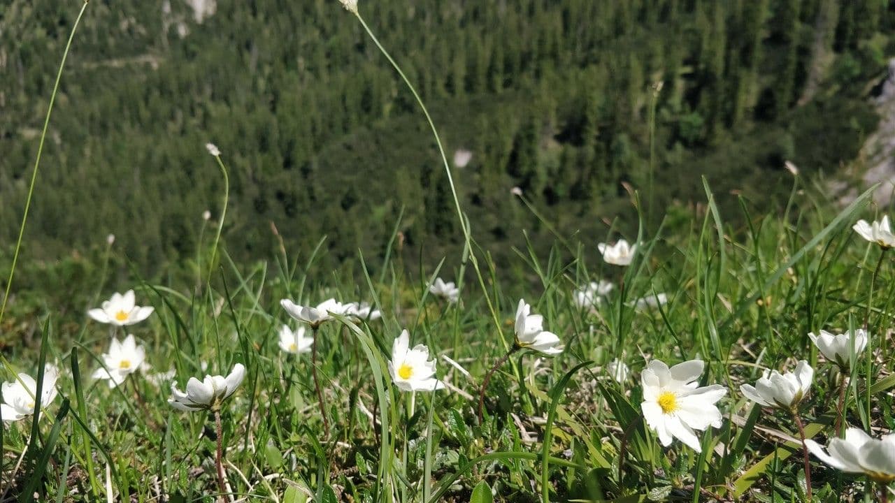 Jaskier Küpfera 12