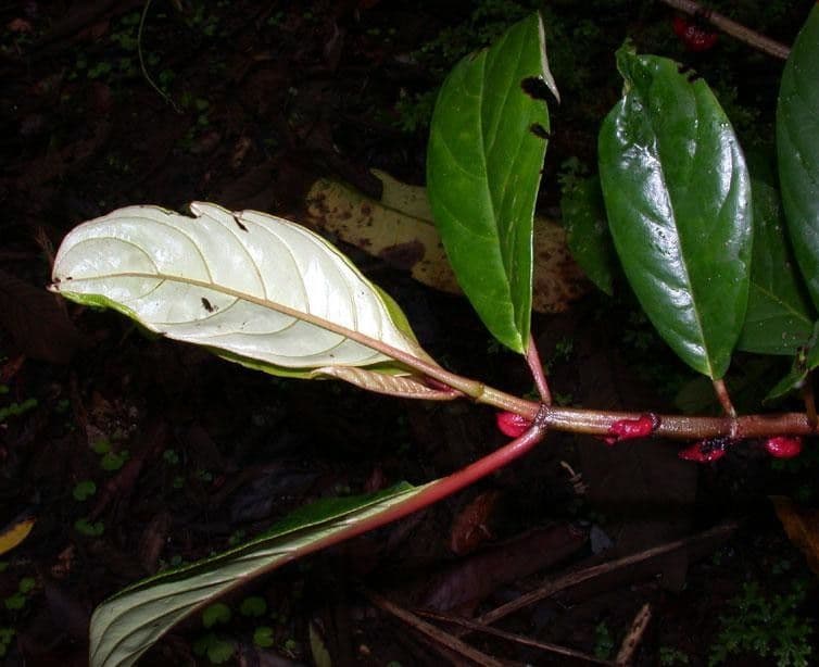 Drymonia coriacea 14