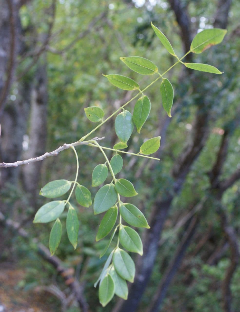 Lonchocarpus 15