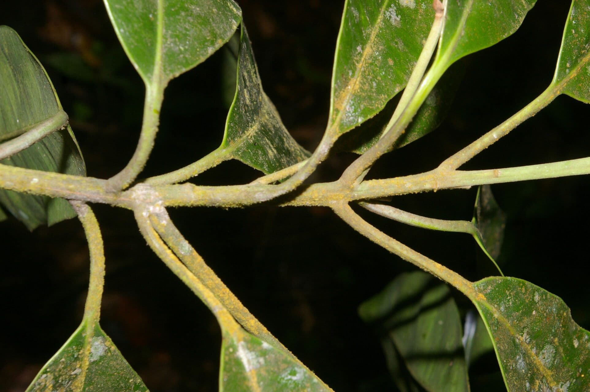 Aspidosperma 8