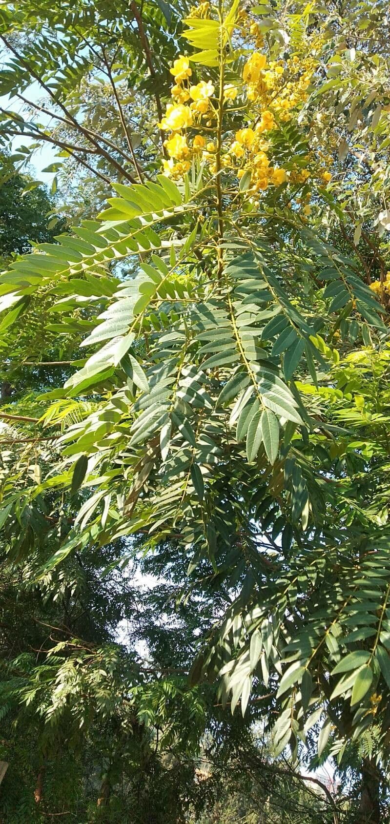 Cassia spectabilis 18