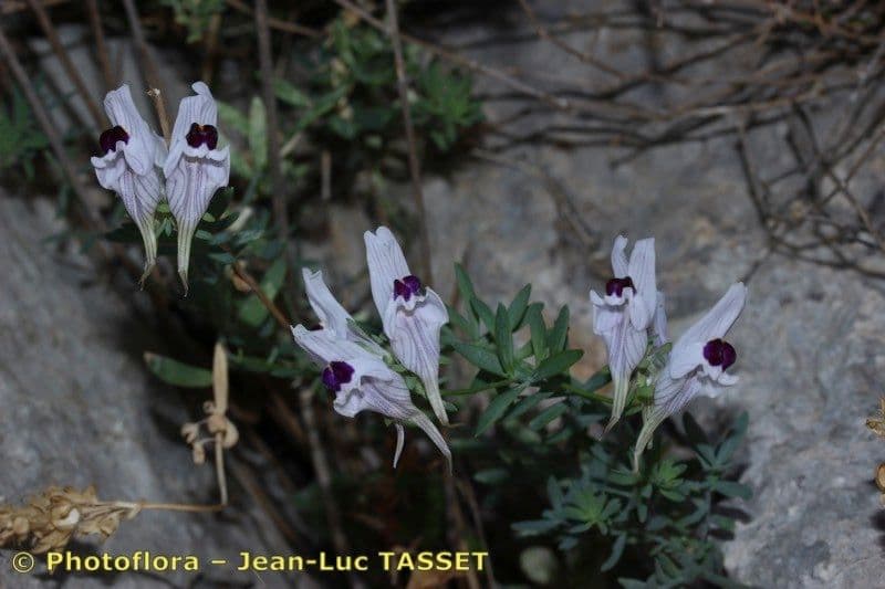 Linaria verticillata 13