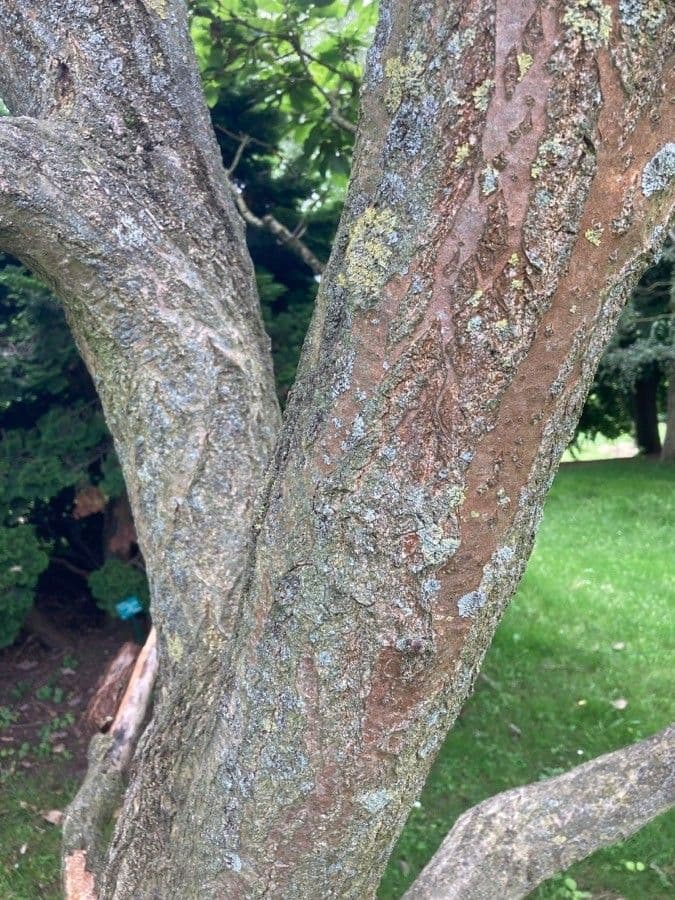 Quercia 18