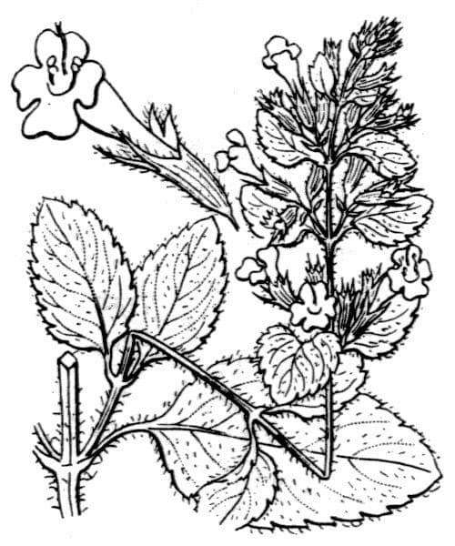 Nepitella 26
