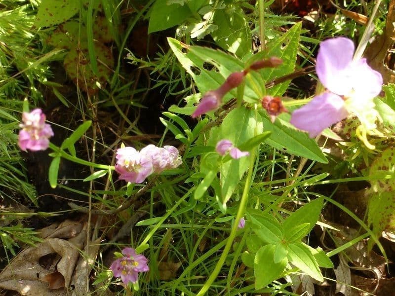 Rhexia virginica 9