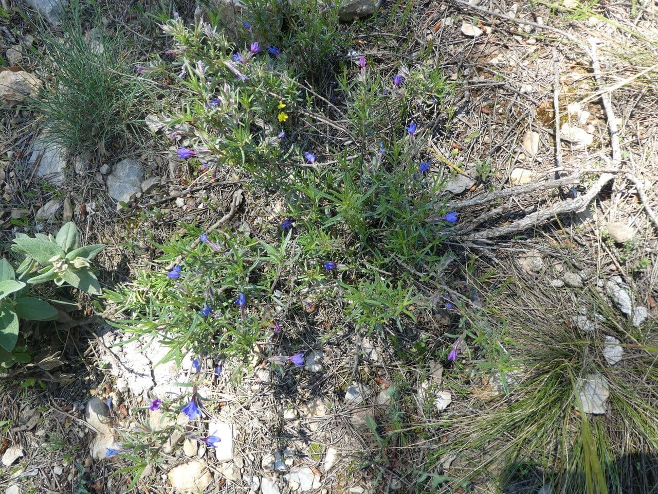 Erba perla arbustiva 11