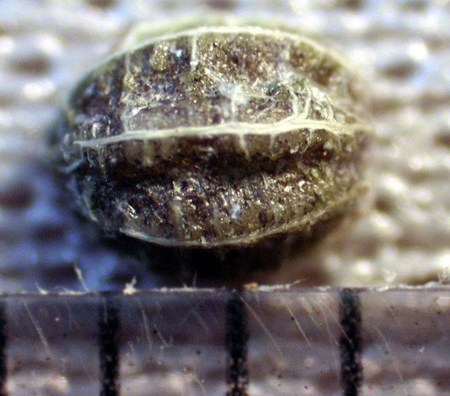 Palicourea 18