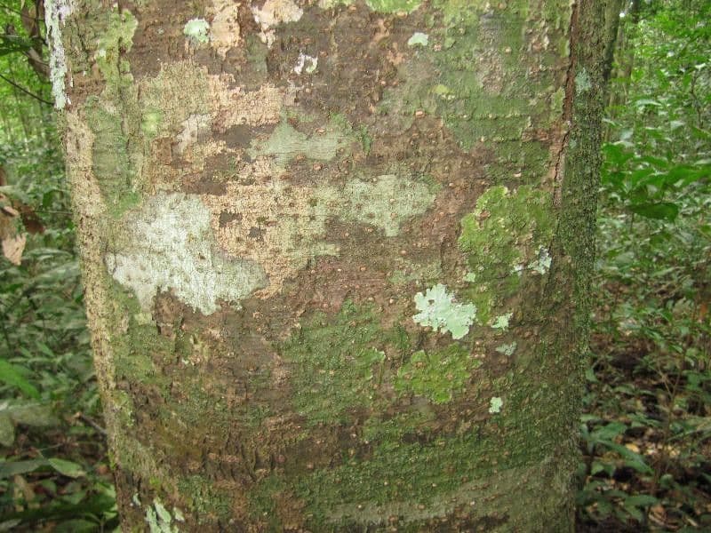Licania 6