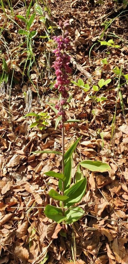 Elleborine violacea 8