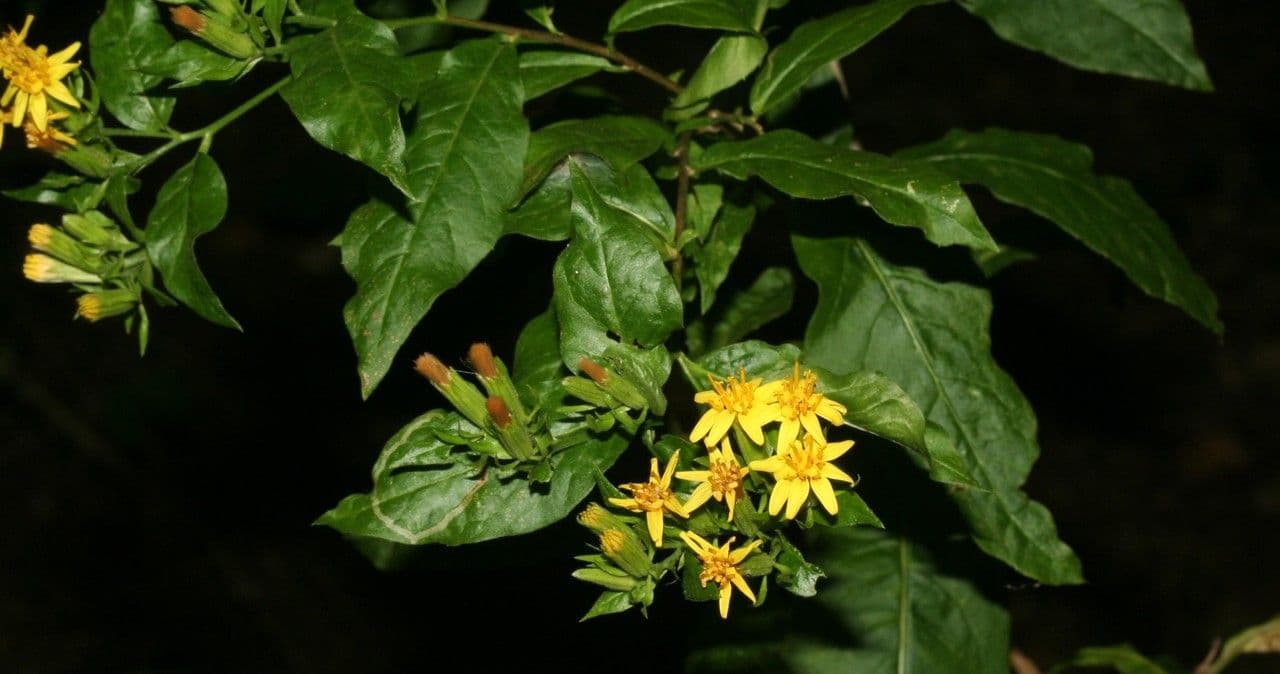 Trixis inula 16