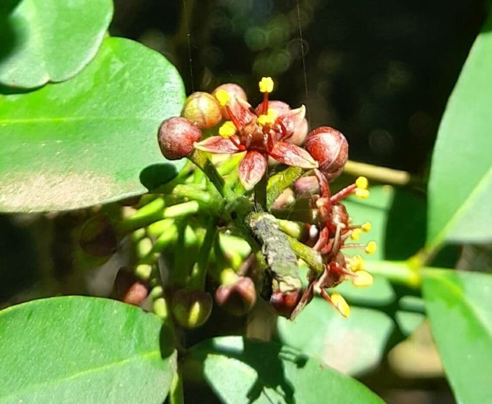 Pilocarpus pernatý 8