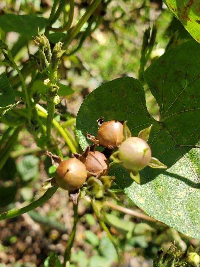 Ipomoea triloba 2