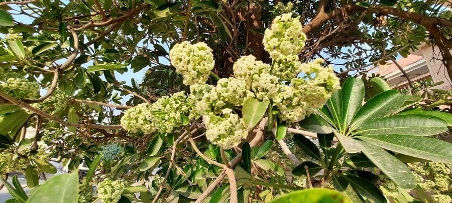 Alstonia 10