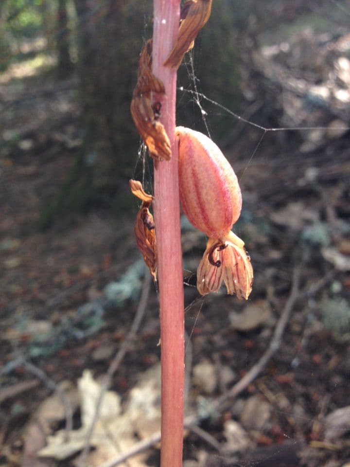 Coralloriza striata 2