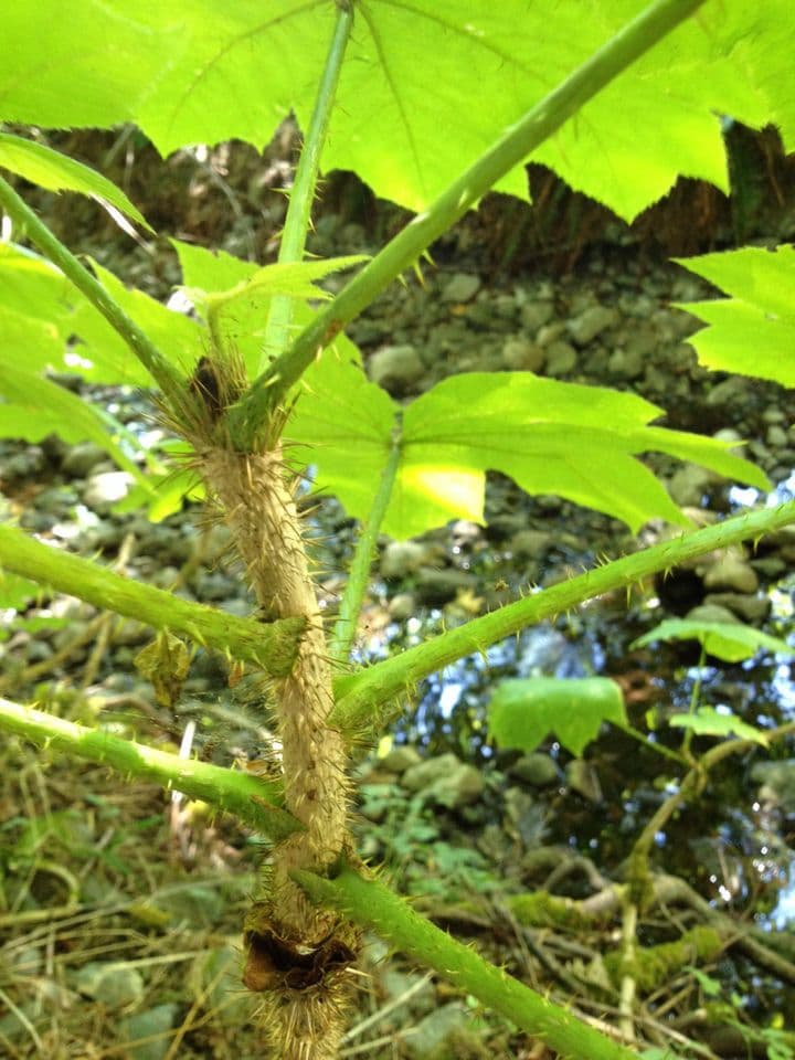 Oplopanax horridus 23